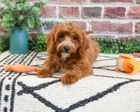 F1B Illius , a male Cavapoo for sale in Syracuse, IN – 2 of 10