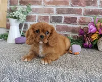 AKC Dreamer, a female Cavalier King Charles Spaniel for sale in Syracuse, IN – 5 of 10