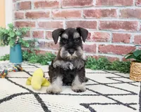 AKC Tristan , a male Miniature Schnauzer for sale in Syracuse, IN – 4 of 6
