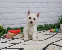 AKC Quincey , a female West Highland White Terrier for sale in Syracuse, IN – 3 of 10