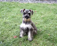 AKC Autumn, a female Miniature Schnauzer for sale in Syracuse, IN – 3 of 10
