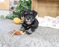 AKC Thornton, a male Miniature Schnauzer for sale in Syracuse, IN – 2 of 5