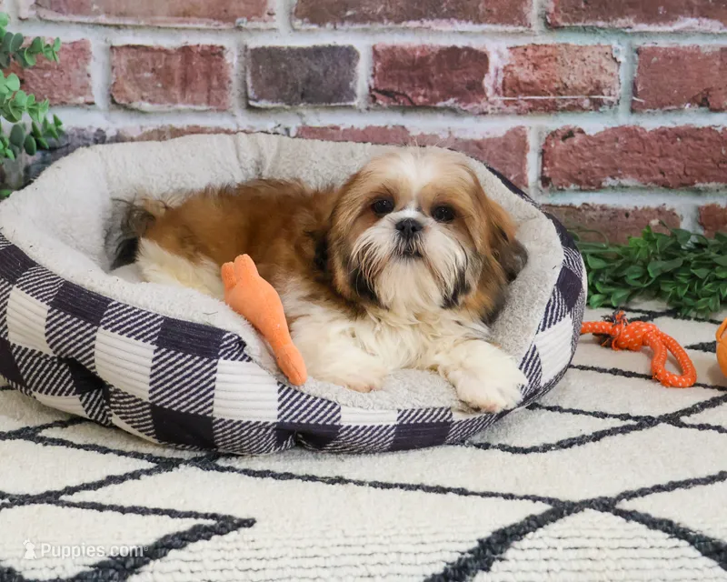 AKC Tramp – Shih Tzu puppy for sale in Syracuse, IN