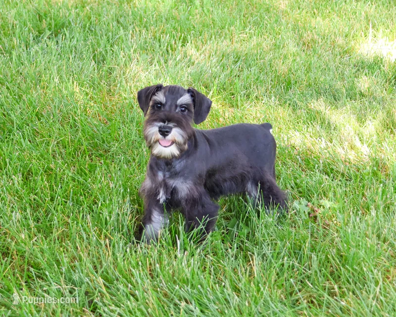 AKC Louie  – Miniature Schnauzer puppy for sale in Syracuse, IN