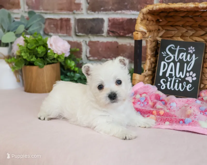 Bonnie – West Highland White Terrier puppy for sale in Syracuse, IN