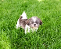 AKC Aztec , a male Shih Tzu for sale in Syracuse, IN – 3 of 10