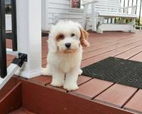 F1 Shiloh , a male Cavapoo for sale in Syracuse, IN – 2 of 10