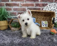 AKC Wallace , a male West Highland White Terrier for sale in Syracuse, IN – 6 of 10