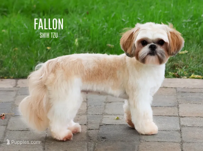 Fallon – Shih Tzu puppy for sale in Syracuse, IN