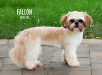Fallon, a female Shih Tzu for sale in Syracuse, IN – 1 of 1