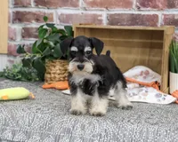 AKC Jeremy , a male Miniature Schnauzer for sale in Syracuse, IN – 4 of 10