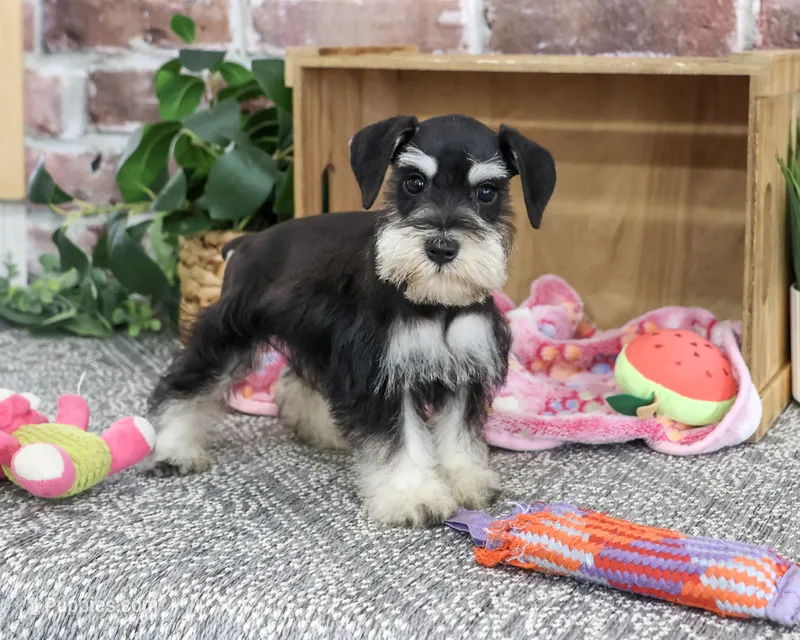 AKC Janelle – Miniature Schnauzer puppy for sale in Syracuse, IN