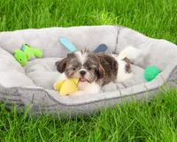 AKC Aztec , a male Shih Tzu for sale in Syracuse, IN – 2 of 10