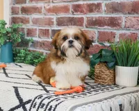 AKC Tramp, a male Shih Tzu for sale in Syracuse, IN – 5 of 10