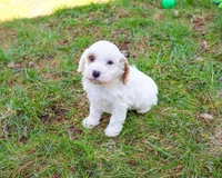 F1 Shiloh , a male Cavapoo for sale in Syracuse, IN – Photo 2 of 8