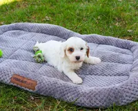 F1 Shiloh , a male Cavapoo for sale in Syracuse, IN – Photo 5 of 8
