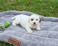 F1 Shiloh , a male Cavapoo for sale in Syracuse, IN – Photo 6 of 8