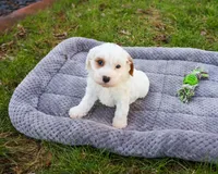 F1 Shiloh , a male Cavapoo for sale in Syracuse, IN – Photo 3 of 8