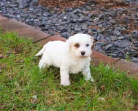 F1 Shiloh , a male Cavapoo for sale in Syracuse, IN – Photo 4 of 8