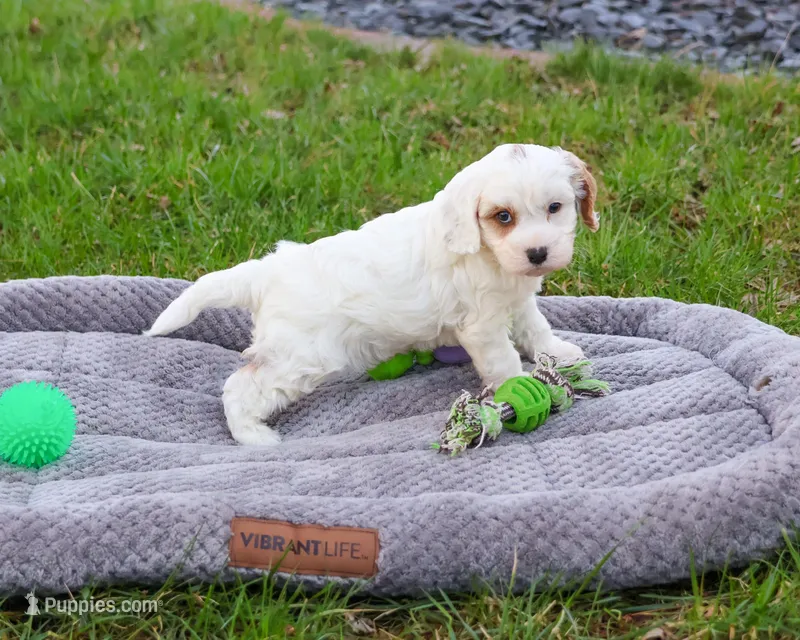 F1 Shiloh  – Cavapoo puppy for sale in Syracuse, IN
