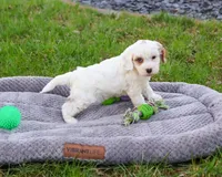 F1 Shiloh , a male Cavapoo for sale in Syracuse, IN – Photo 1 of 8