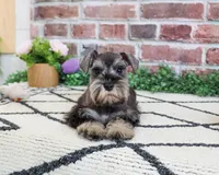 AKC Elle, a female Miniature Schnauzer for sale in Syracuse, IN – 4 of 6