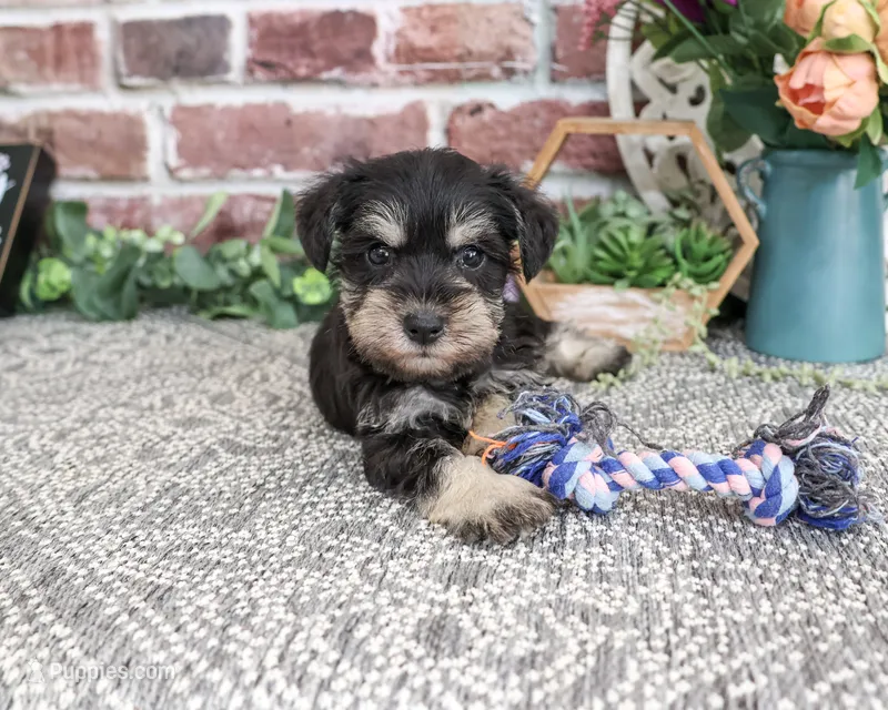 AKC Leah – Miniature Schnauzer puppy for sale in Syracuse, IN