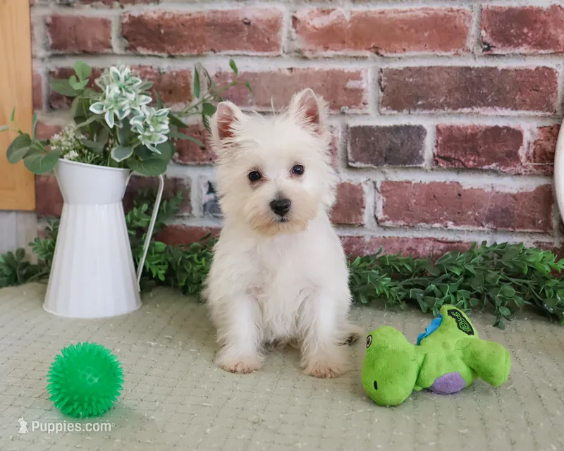 AKC Stefan – West Highland White Terrier puppy for sale in Syracuse, IN