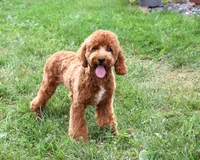 F1B Matilda , a female Cavapoo for sale in Syracuse, IN – 2 of 10
