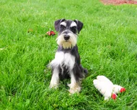 AKC Azriel, a male Miniature Schnauzer for sale in Syracuse, IN – 2 of 10