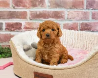 F1B Chanel, a female Cavapoo for sale in Syracuse, IN – 5 of 5