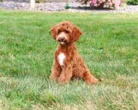F1B Illius , a male Cavapoo for sale in Syracuse, IN – 2 of 10