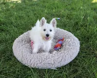 AKC Bonnie, a female West Highland White Terrier for sale in Syracuse, IN – 6 of 10