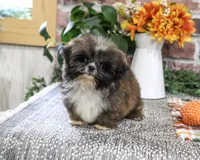 AKC Hayes, a male Shih Tzu for sale in Syracuse, IN – 5 of 9