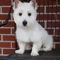AKC Wren, a female West Highland White Terrier for sale in Syracuse, IN – Photo 9 of 10