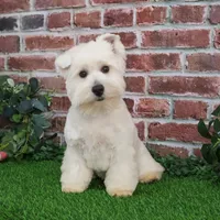 AKC Wren, a female West Highland White Terrier for sale in Syracuse, IN – Photo 7 of 10