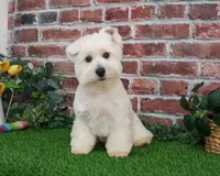 processed/17048cad-24e9-4b01-92b9-bebf3d8eeae9/listing/ea87a7f6-425c-461d-a3fa-31914c5a0710/233fab29-df59-4dbc-b597-6eee60073e35