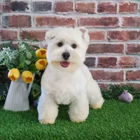 AKC Wren, a female West Highland White Terrier for sale in Syracuse, IN – Photo 6 of 10