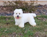 AKC Wren, a female West Highland White Terrier for sale in Syracuse, IN – Photo 4 of 10