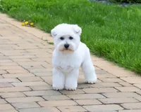 AKC Wren, a female West Highland White Terrier for sale in Syracuse, IN – 3 of 10