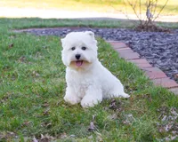 AKC Wren, a female West Highland White Terrier for sale in Syracuse, IN – Photo 3 of 10