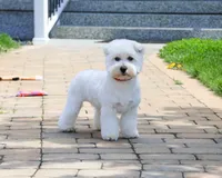AKC Wren, a female West Highland White Terrier for sale in Syracuse, IN – 2 of 10