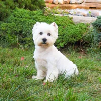 AKC Wren, a female West Highland White Terrier for sale in Syracuse, IN – Photo 10 of 10
