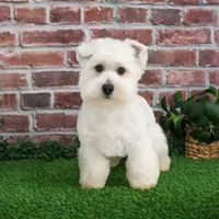 AKC Wren, a female West Highland White Terrier for sale in Syracuse, IN – Photo 8 of 10