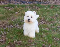 AKC Wren, a female West Highland White Terrier for sale in Syracuse, IN – Photo 2 of 10