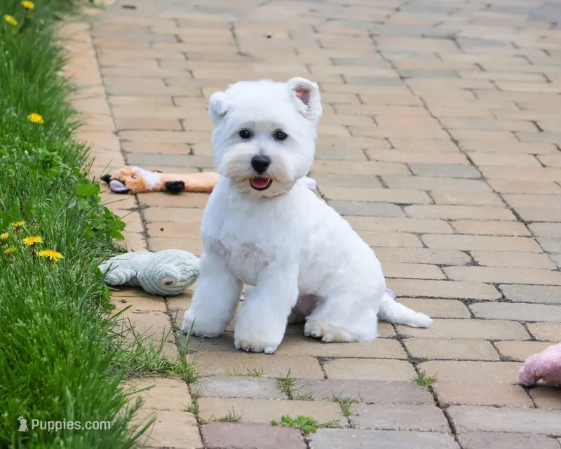 AKC Wren – West Highland White Terrier puppy for sale in Syracuse, IN
