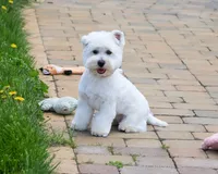 AKC Wren, a female West Highland White Terrier for sale in Syracuse, IN – 1 of 10