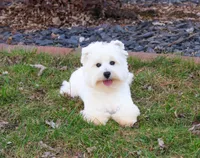 AKC Wren, a female West Highland White Terrier for sale in Syracuse, IN – Photo 1 of 10