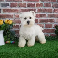AKC Wren, a female West Highland White Terrier for sale in Syracuse, IN – Photo 5 of 10