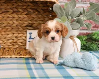 AKC Keanu , a male Cavalier King Charles Spaniel for sale in Syracuse, IN – Photo 4 of 7